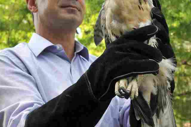 Photograph of Parks Commissioner Adrian Benepe releasing the red-tailed hawk by Daniel Avila/NYC Parks &amp; Recreation Department